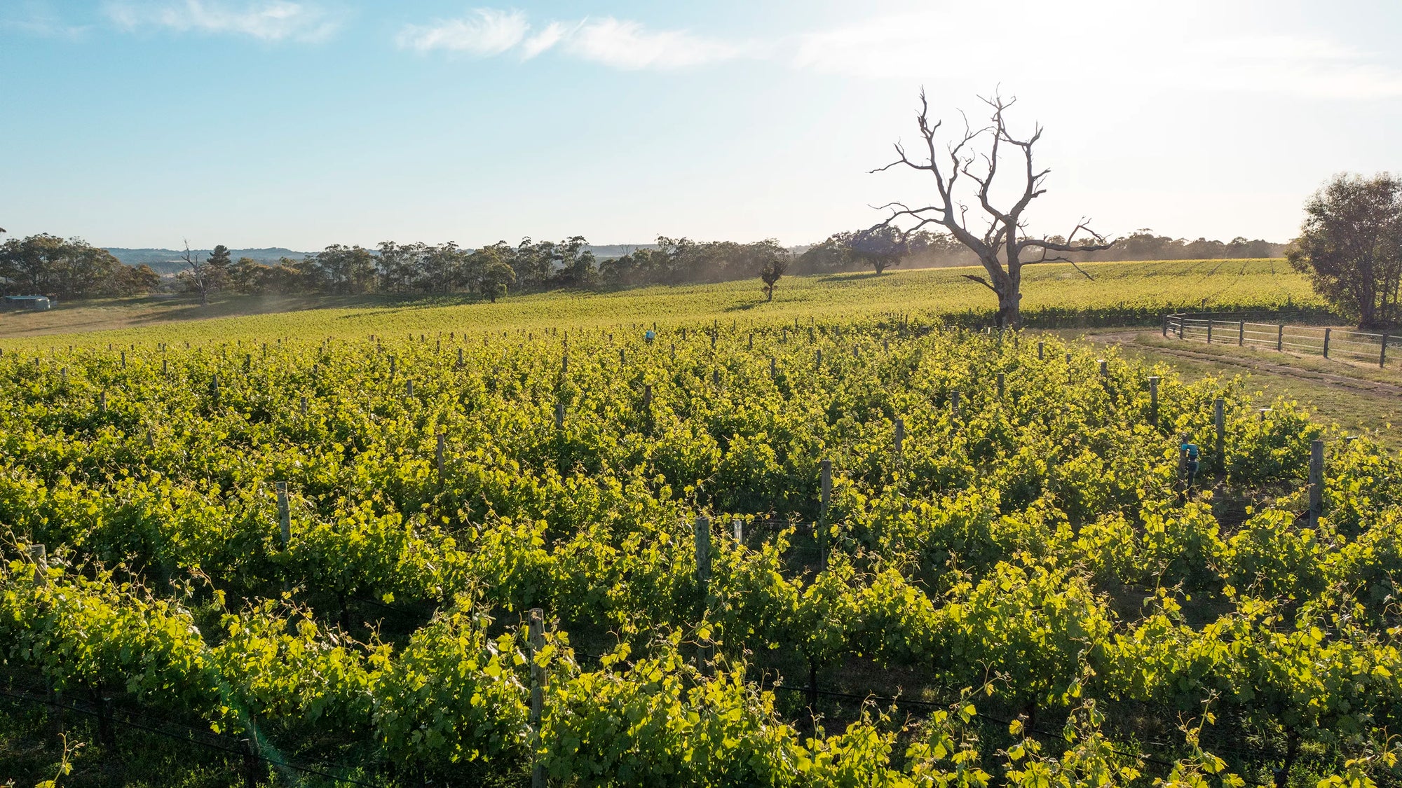 vines located at kangarilla in the adelaide hills